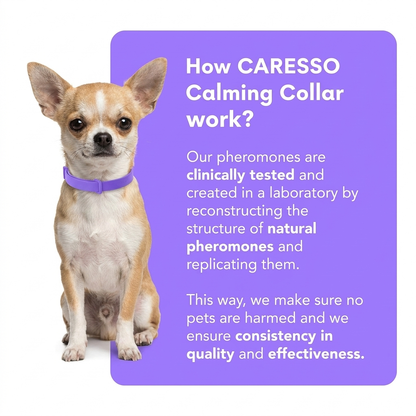 Dog Calming Collar